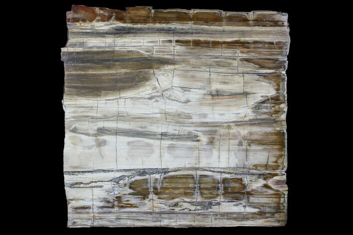 Polished Madagascar Petrified Wood Slab - Madagascar #88627